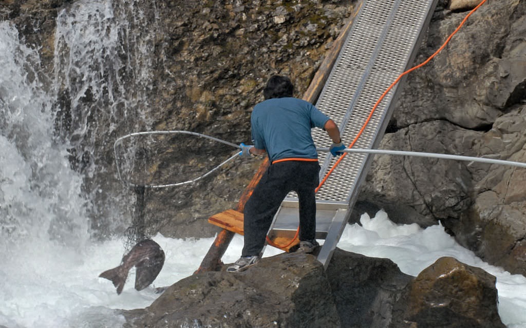 First Nations salmon fishing at Moricetown